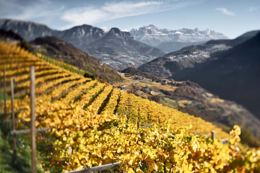 Wine Tasting and Tour at Kellerei Bozen