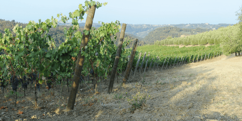 Degustação de vinhos e tour em La Querce