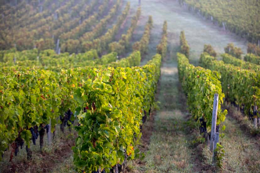 Côtes De Bourg appellation