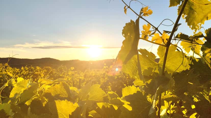 Languedoc-Roussillon Organic Wine & Vineyard Tour