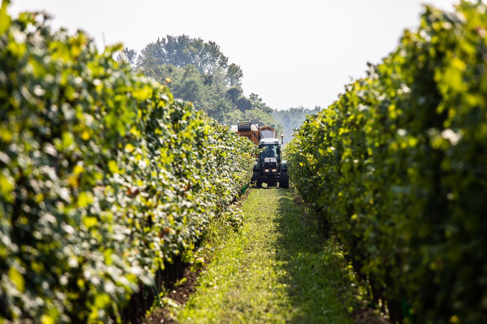 Weinprobe und Tour bei Principi Di Porcia