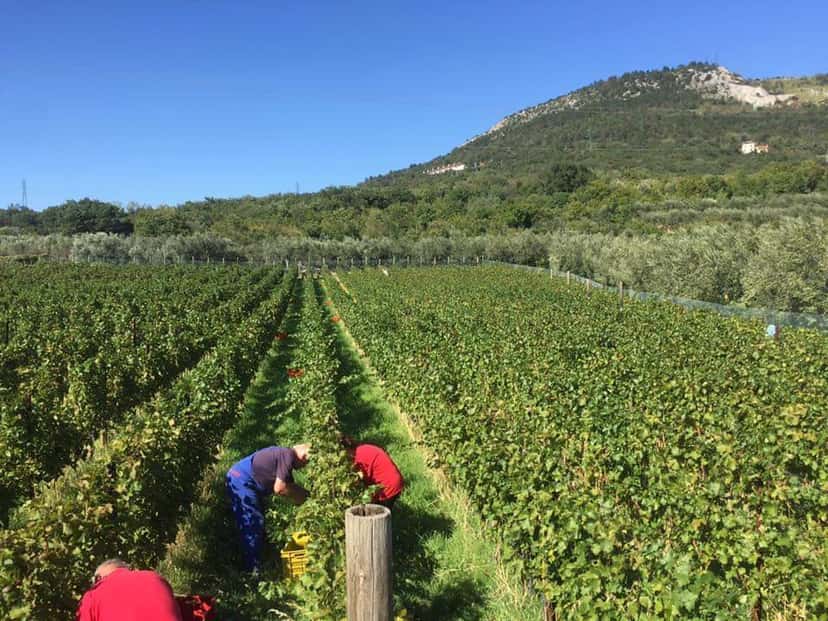 Sancin Winery
