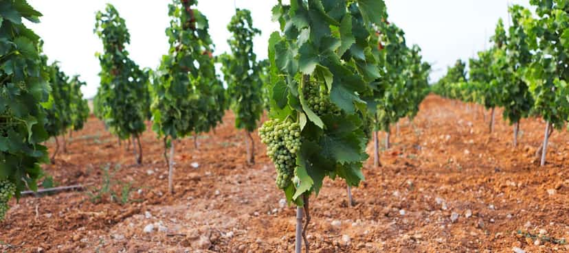 Tenuta Bastonaca