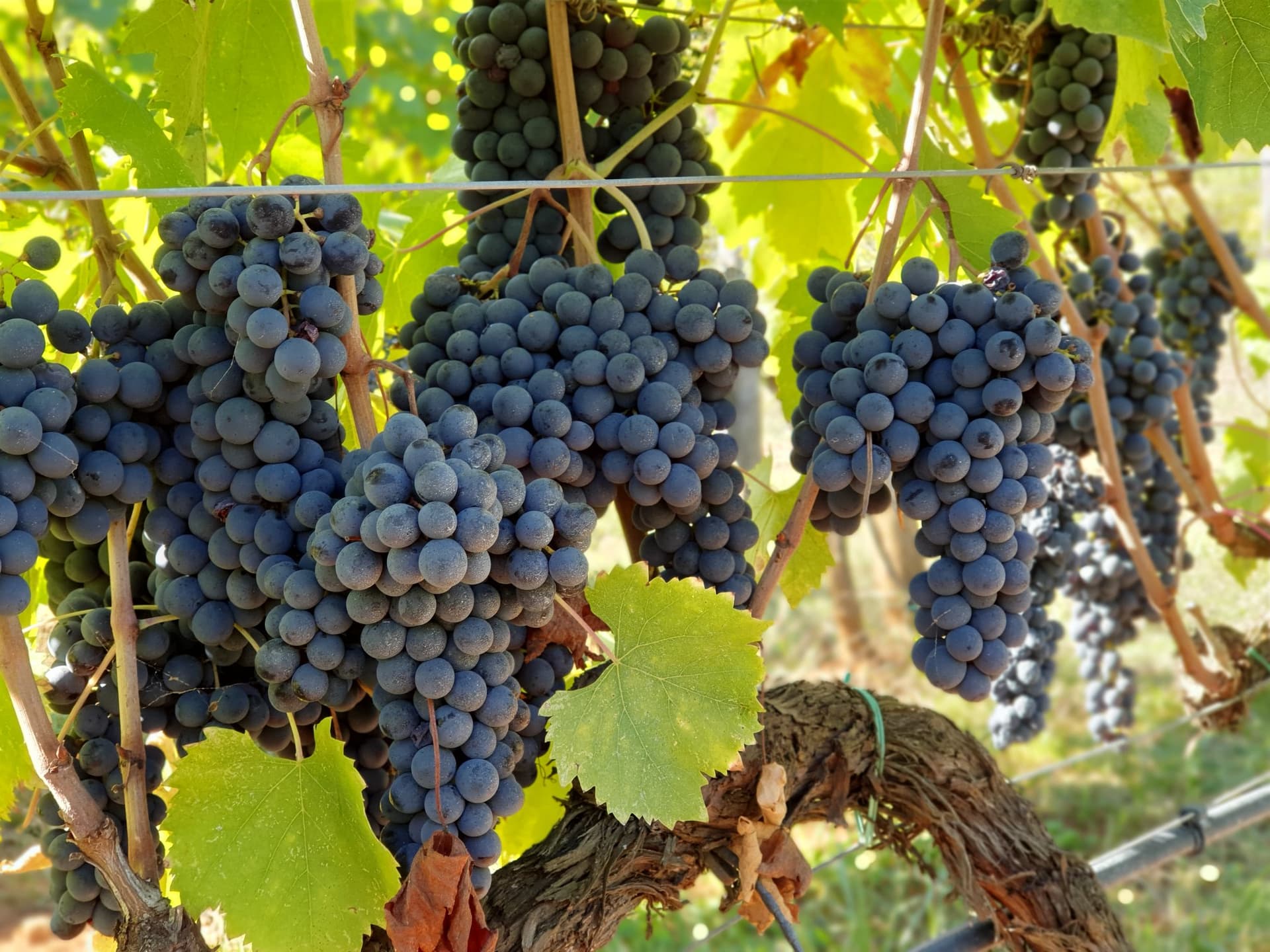 Tenuta Di Trecciano foto 3