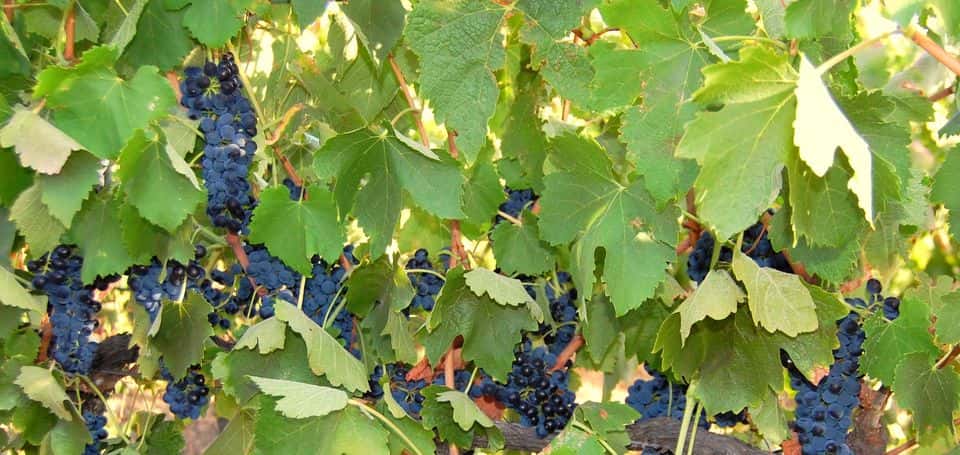 Weinprobe und Führung im Weingut Ulupna