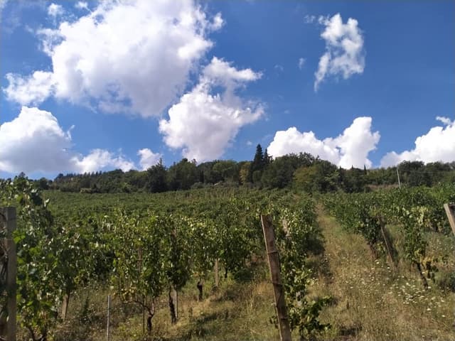 Vallerosa Bonci
