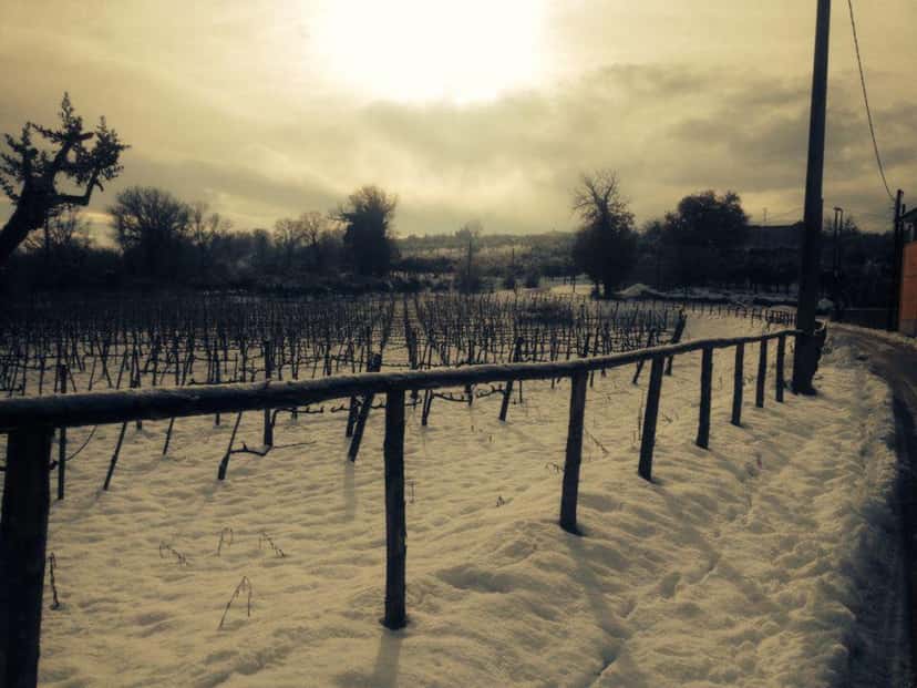 Degustação de vinhos e tour em Vigna Villae em Taurasi