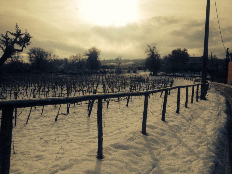 Vigna Villae in Taurasi photo 4