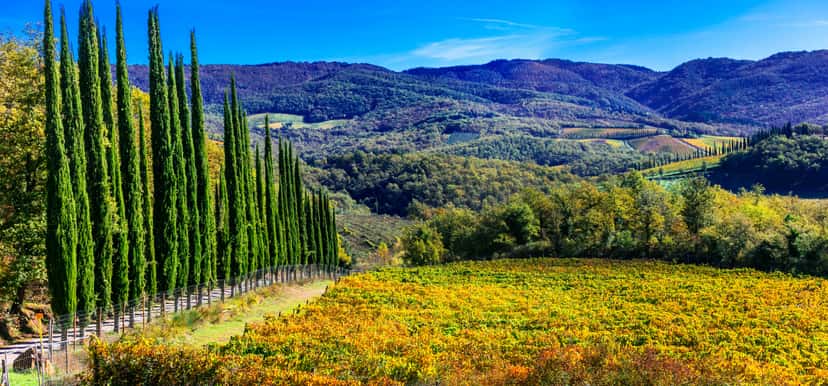 Tuscan Wine & Vineyard Tour at Fattoria di Petrognano