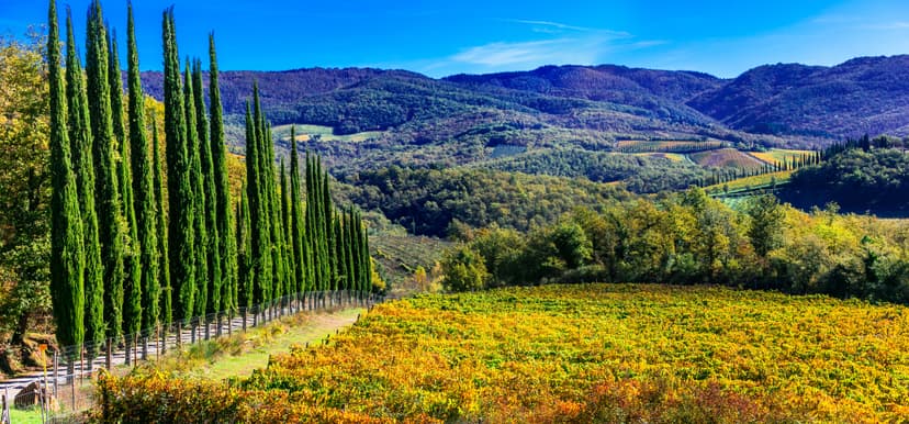 Wineries Near Radda in Chianti
