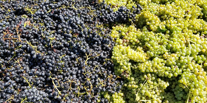Weingut Gorges-Müller foto 4