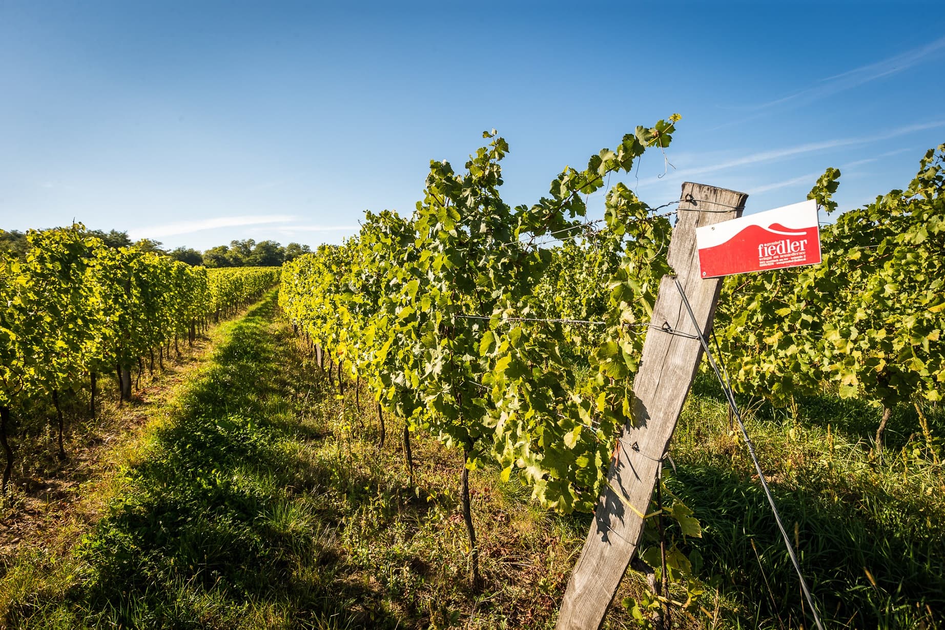 Weingut Grenzhof-Fiedler