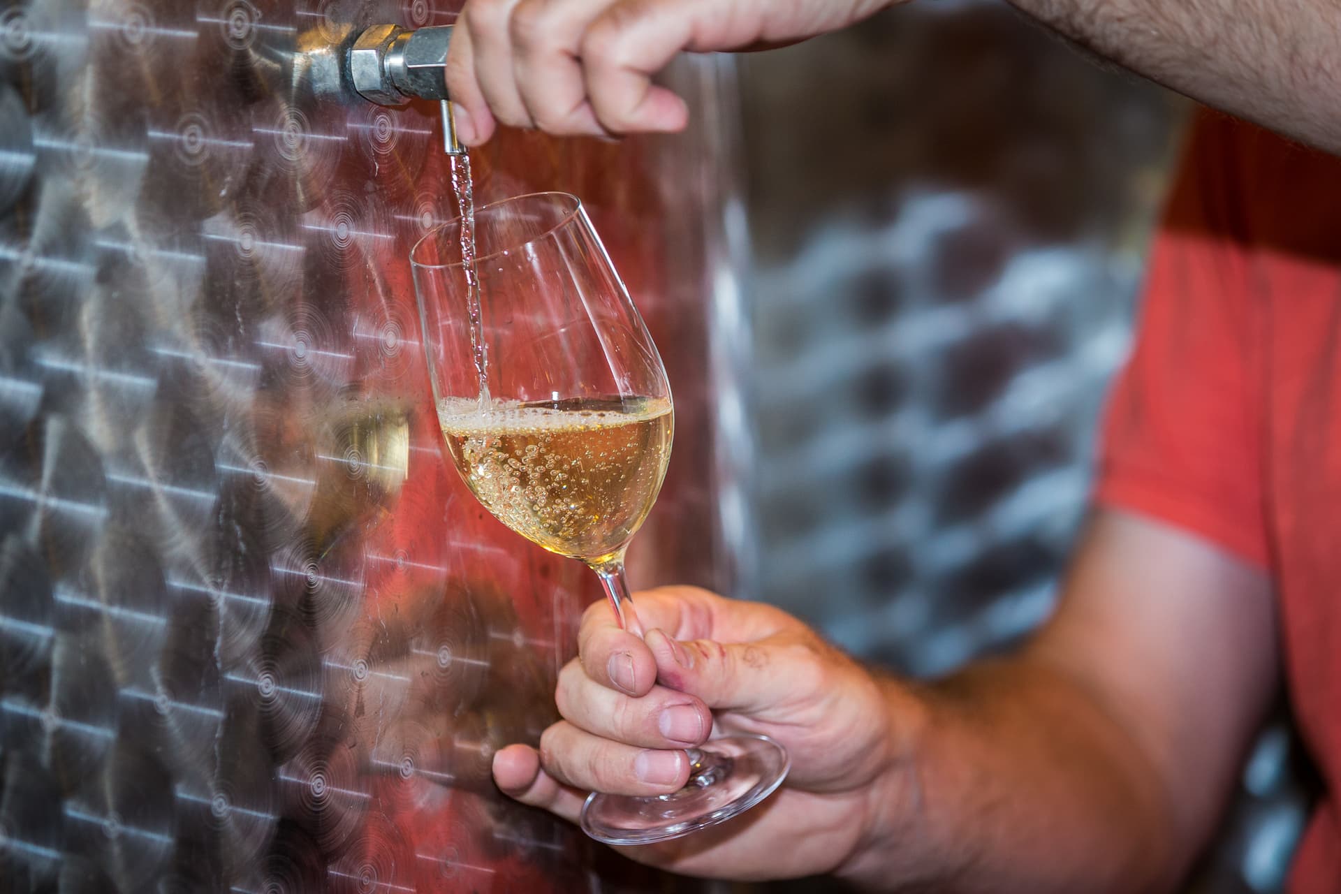 Weinprobe und Führung im Weingut Grenzhof-Fiedler