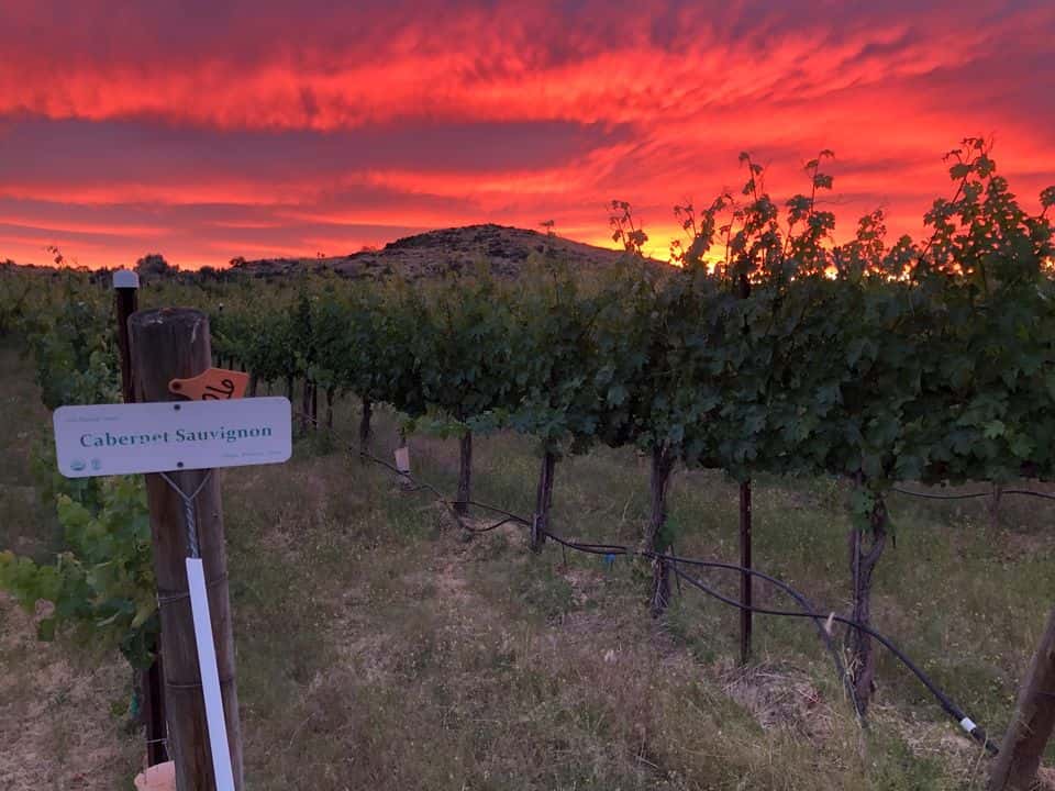 Dégustation de vins et visite du vignoble, de la cave et de la…