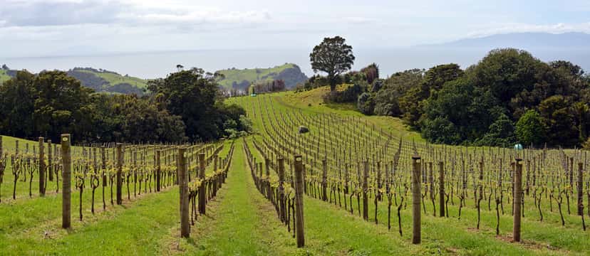 Waiheke Island appellation
