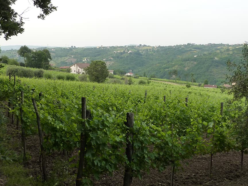 Cantina Giovanni Molettieri foto 4