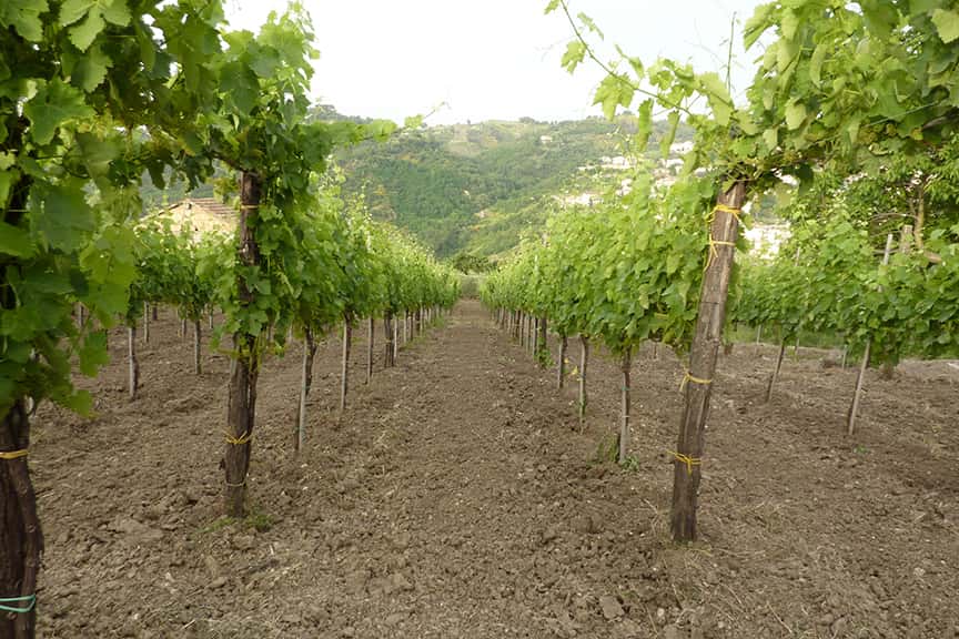 Degustação de vinhos e tour na Cantina Giovanni Molettieri