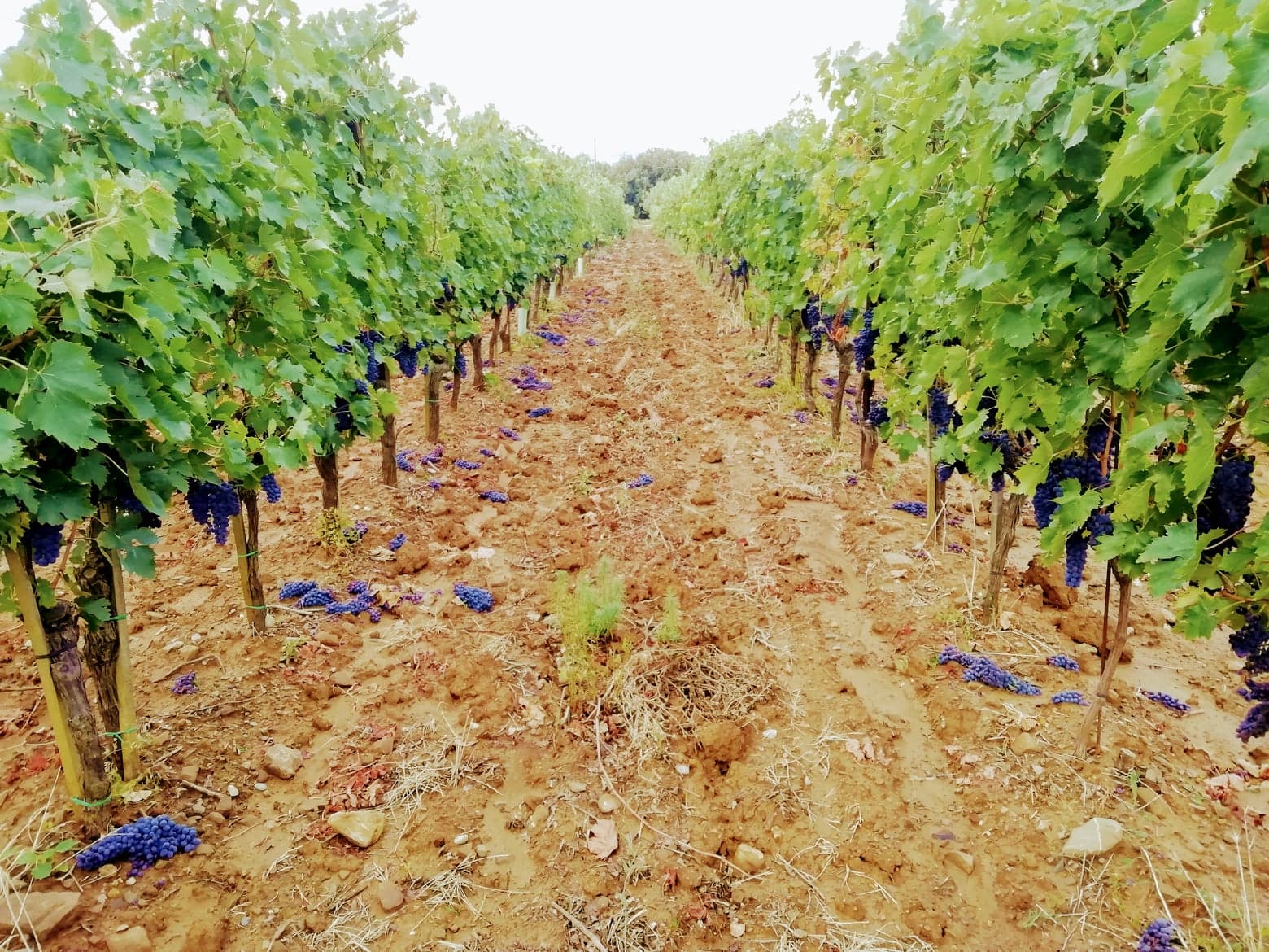 Tuscan Vineyard & Cellar Tour with Brunello Tasting