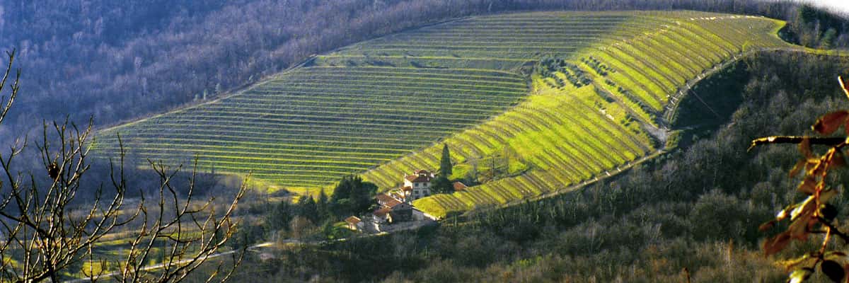 Weinprobe und Führung im Tenuta Valdomini S.Agricola
