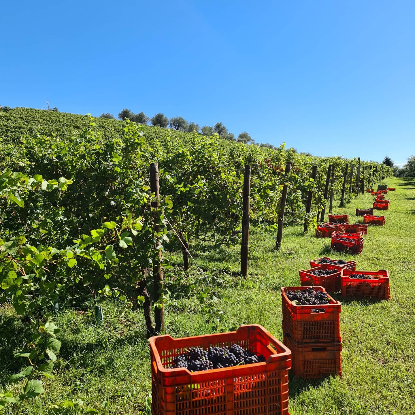 Vignaioli Contra' Soarda