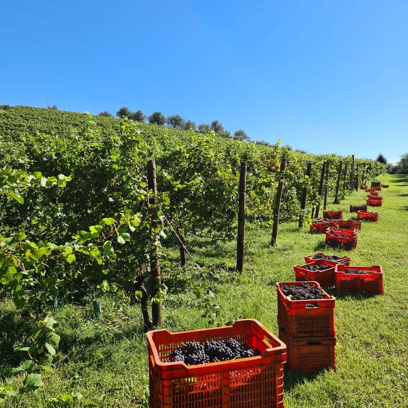 Vignaioli Contra' Soarda