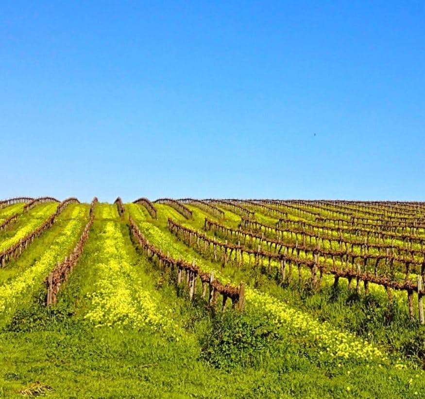 Aphelion Wine foto 3