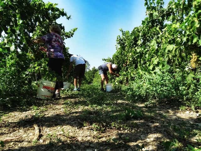 Azienda Agricola Brumat Gabriele