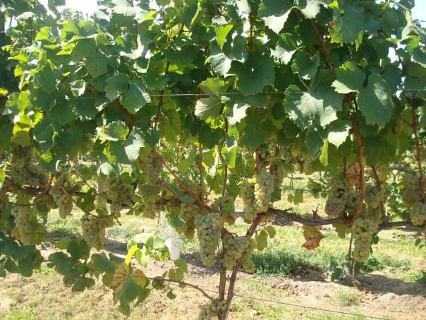 Baroda Founders Wine Cellar