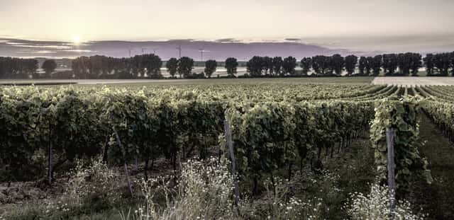 Bodegas Cañaveras