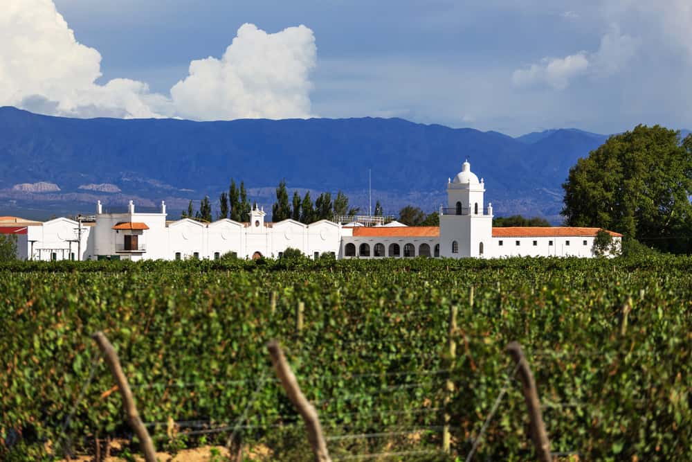 Wine region landscape