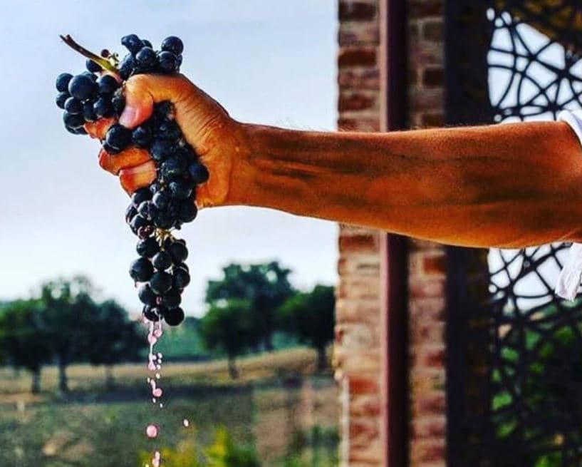 Djurdjic Winery Foto 2