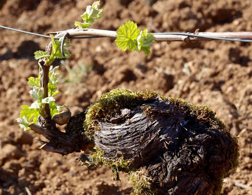 Browse all wine tastings in Mercurey