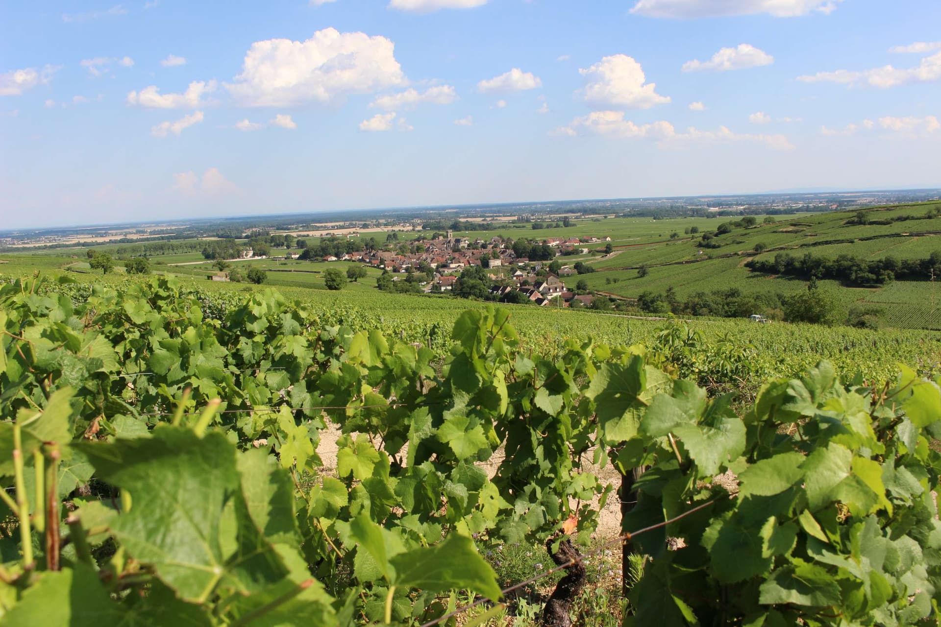 Domaine Coste-Caumartin photo 3