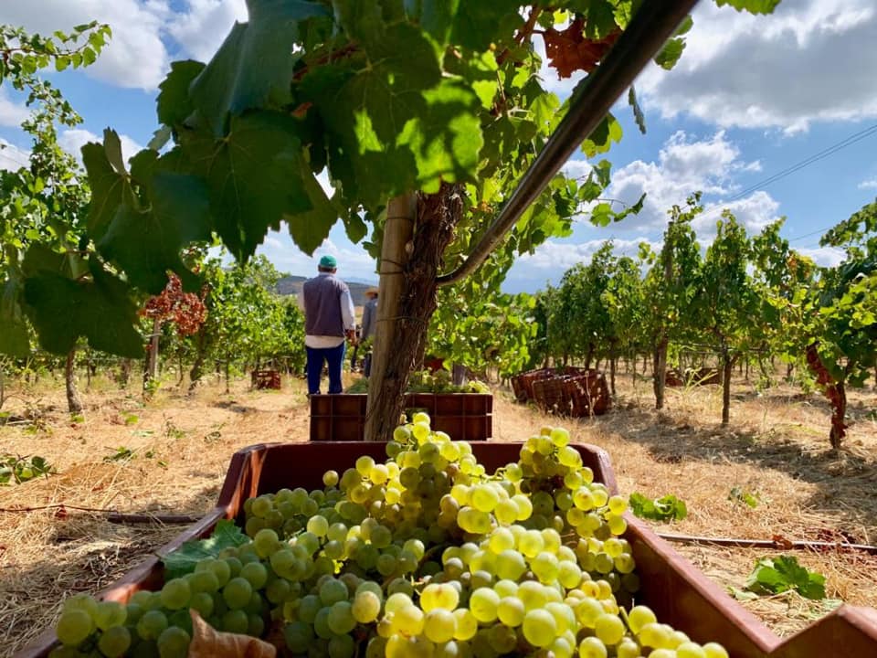 Domaine Paterianakis foto 3