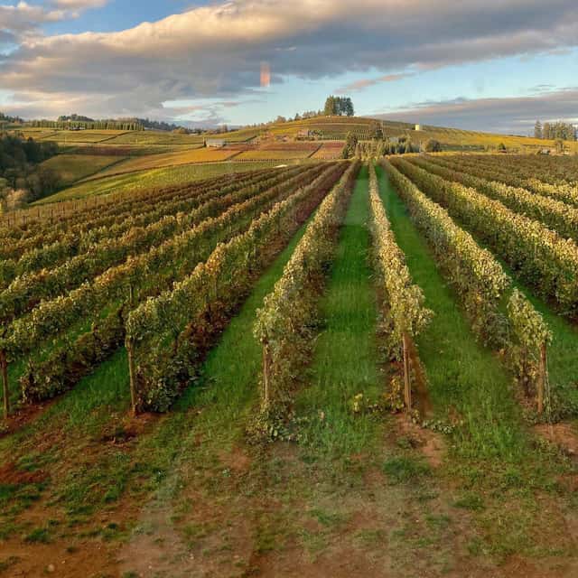Holloran Vineyard Wines