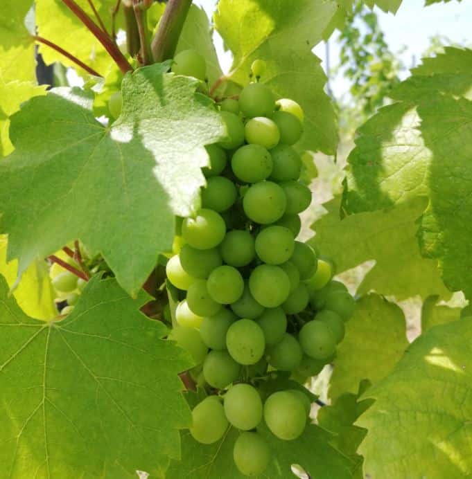 Degustação de vinhos premium e tour em Karádi-Berger