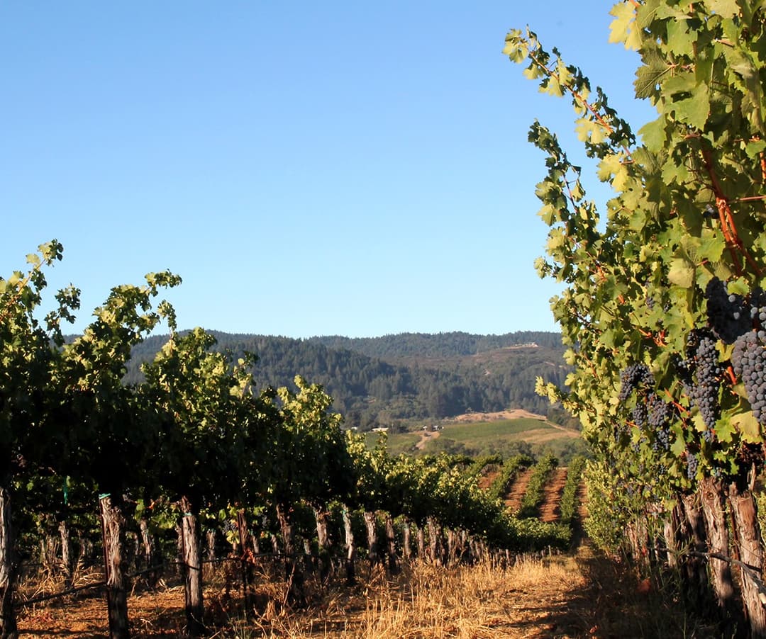 meadowcroft wines-vineyard2