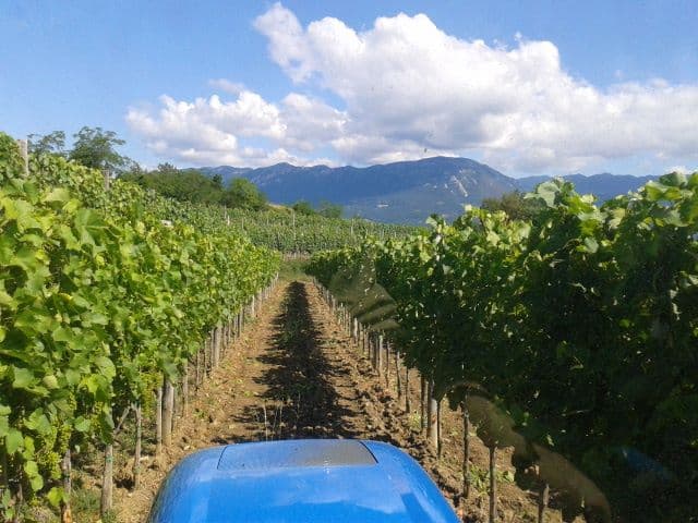 Posestvo Štokelj Winery