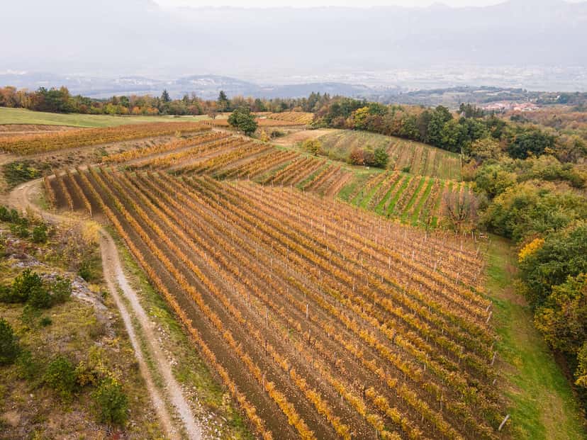 Dégustation de vins et visite à Posestvo Štokelj