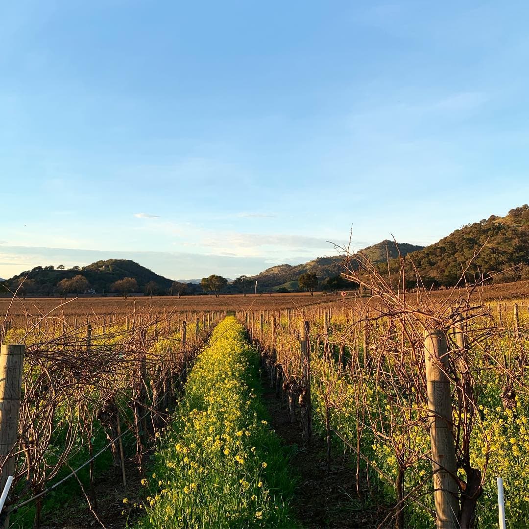 T-Vine Winery foto 1