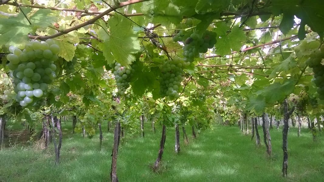 Tenuta Dei Tigli Winery foto 1