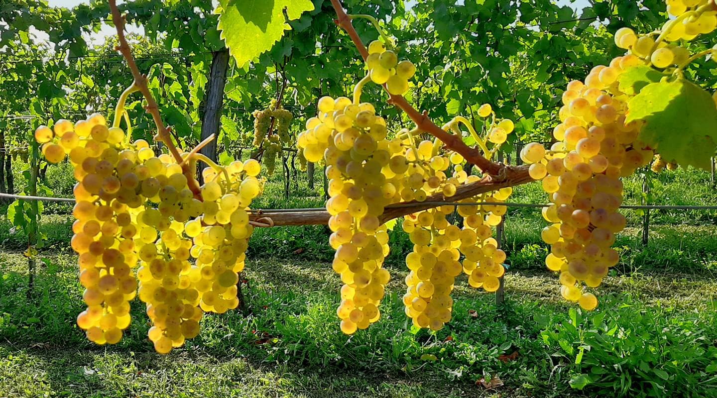 Degustação de vinhos e passeio em Uou Konzorcij Zapuščenih…