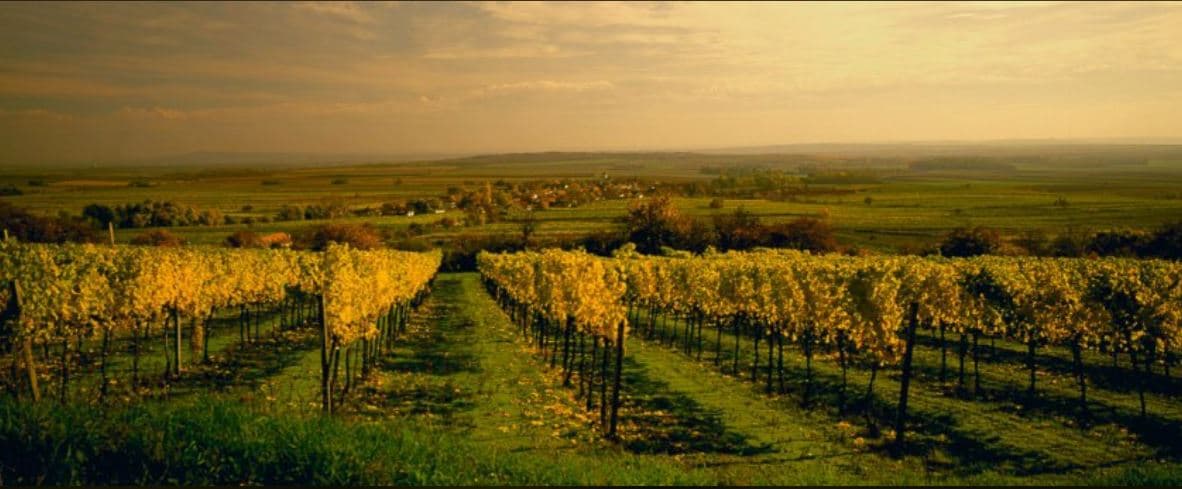 Dégustation de vins et visite du vignoble Bannert