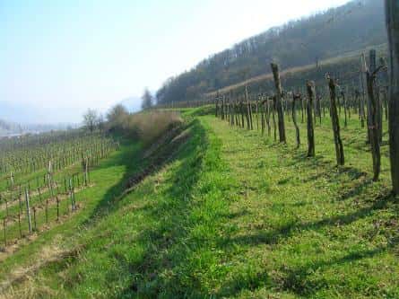 Weingut Hick Winery