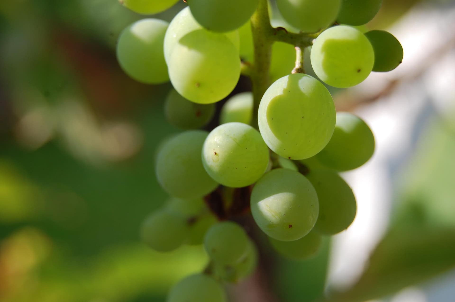 Weinprobe und Führung im Weingut KHS