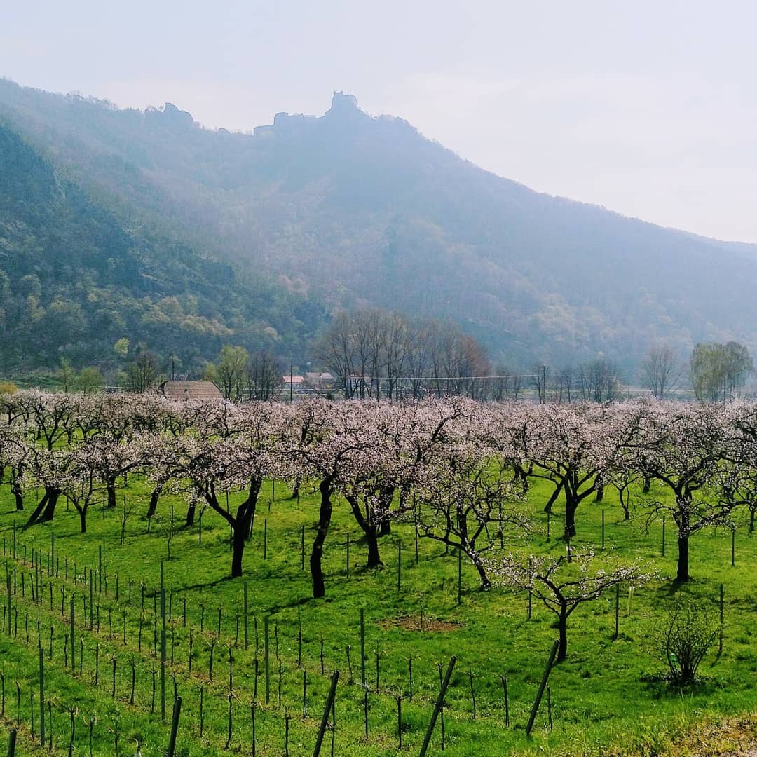 Weingut Lagler