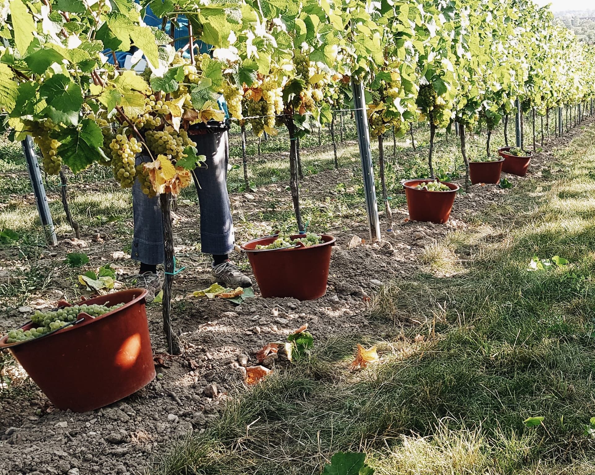 Weingut Pfeffingen foto 4