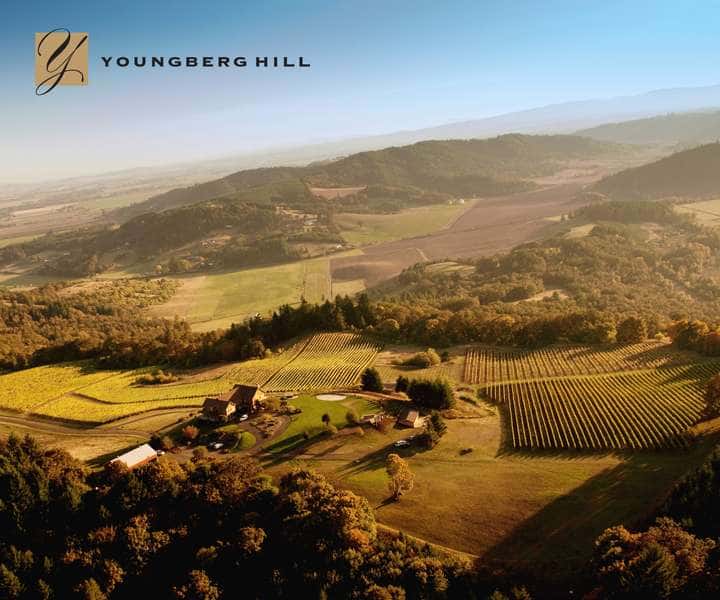 Cata de vinos clásicos y visita guiada en Youngberg Hill
