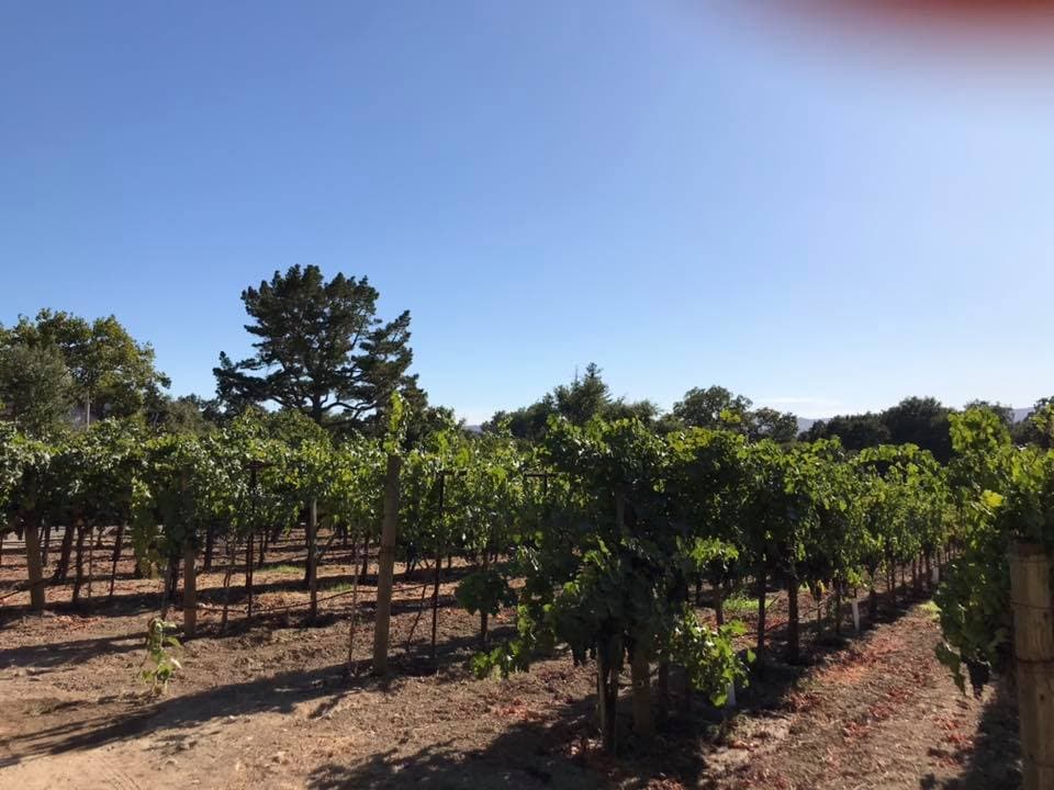 Avinodos Winery photo 4