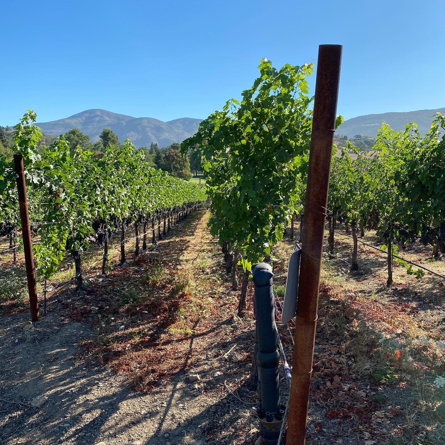 Avinodos Winery photo 1